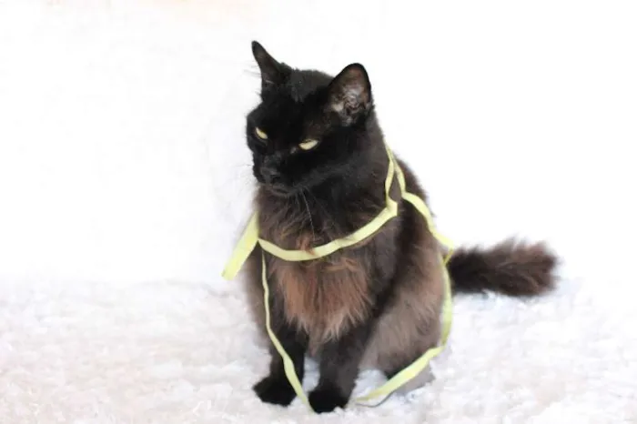 Gato ra a SRD idade 2 anos nome Sereno, o tranquilo!