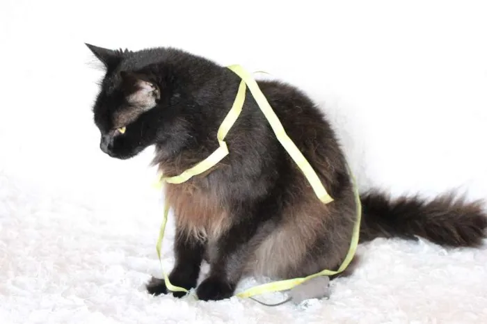 Gato ra a SRD idade 2 anos nome Sereno, o tranquilo!