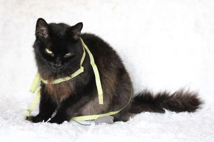 Gato ra a SRD idade 2 anos nome Sereno, o tranquilo!