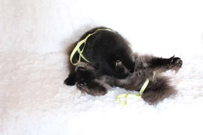 Gato ra a SRD idade 2 anos nome Sereno, o tranquilo!