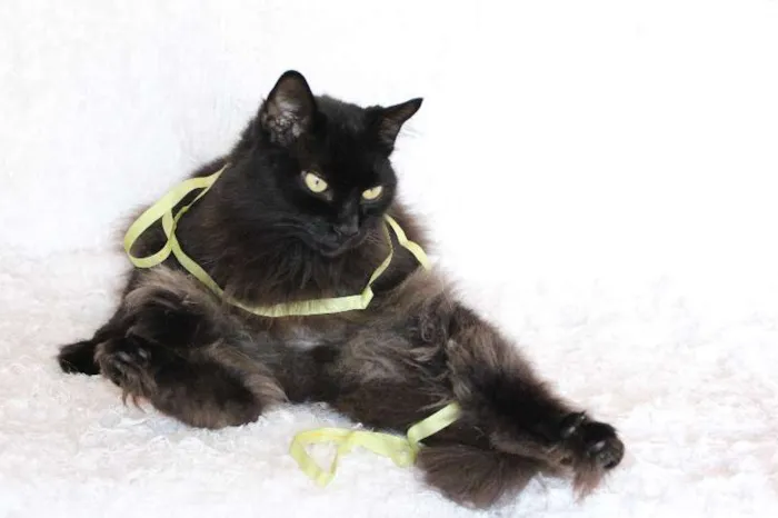 Gato ra a SRD idade 2 anos nome Sereno, o tranquilo!