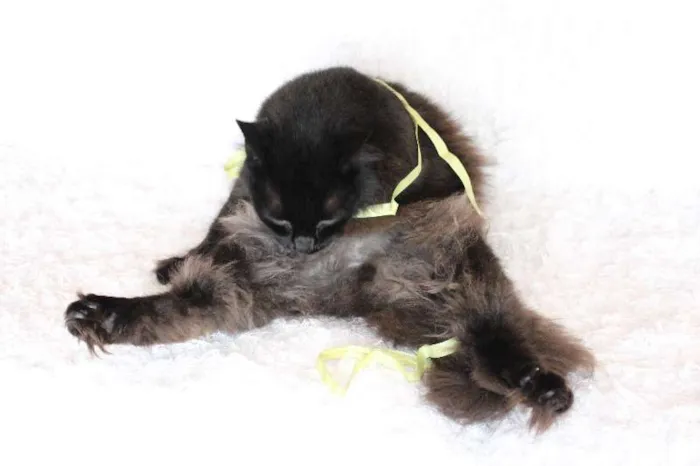 Gato ra a SRD idade 2 anos nome Sereno, o tranquilo!