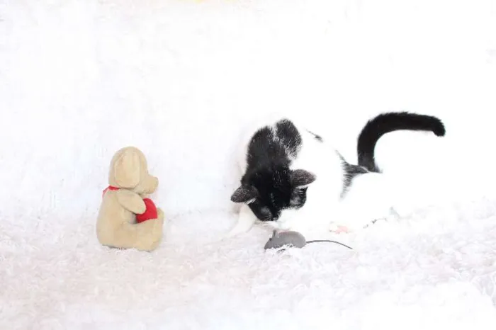 Gato ra a SRD idade 2 anos nome SARA LEE! A divertida!