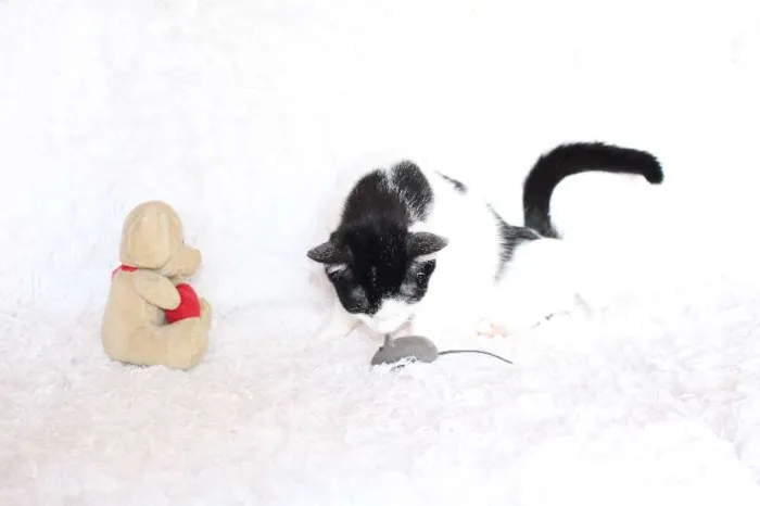Gato ra a SRD idade 2 anos nome SARA LEE! A divertida!