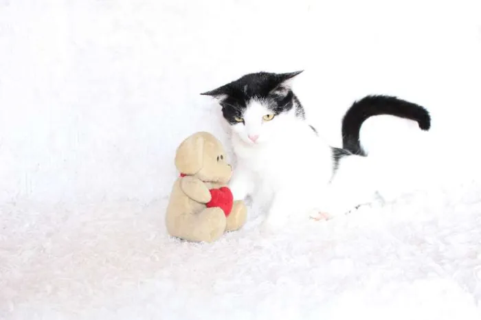 Gato ra a SRD idade 2 anos nome SARA LEE! A divertida!