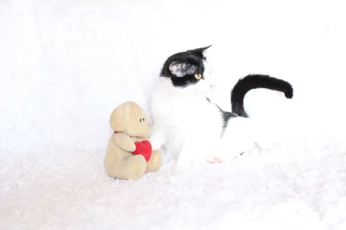Gato ra a SRD idade 2 anos nome SARA LEE! A divertida!