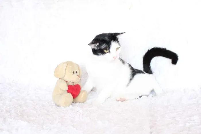 Gato ra a SRD idade 2 anos nome SARA LEE! A divertida!