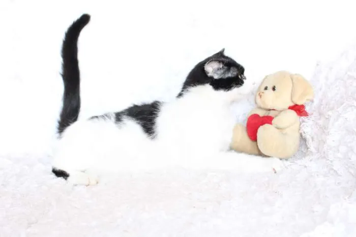 Gato ra a SRD idade 2 anos nome SARA LEE! A divertida!