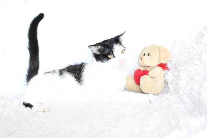 Gato ra a SRD idade 2 anos nome SARA LEE! A divertida!
