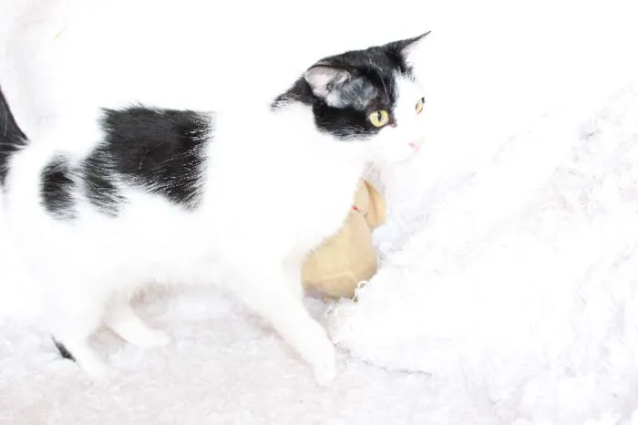 Gato ra a SRD idade 2 anos nome SARA LEE! A divertida!