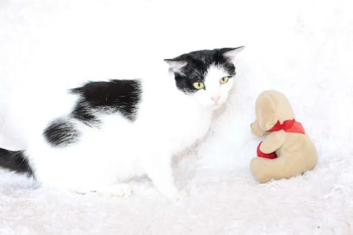 Gato ra a SRD idade 2 anos nome SARA LEE! A divertida!