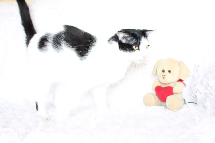 Gato ra a SRD idade 2 anos nome SARA LEE! A divertida!