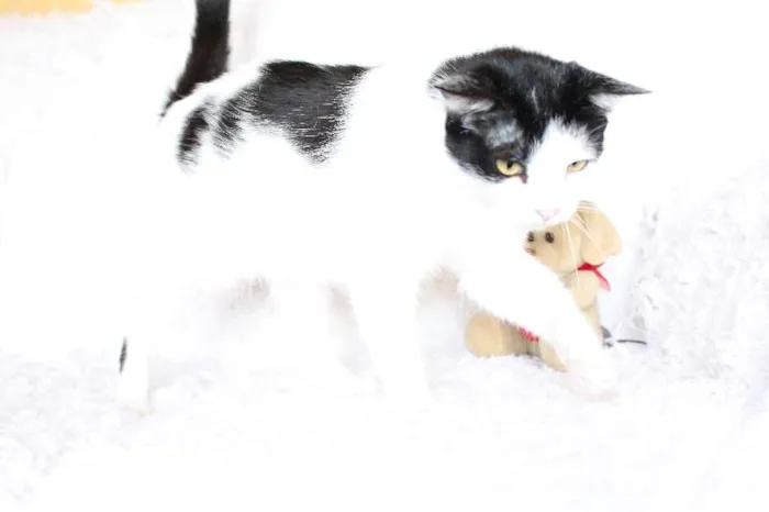 Gato ra a SRD idade 2 anos nome SARA LEE! A divertida!