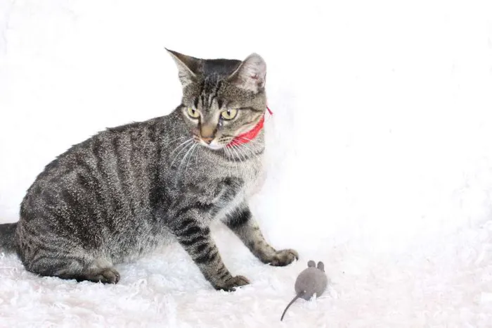 Gato ra a SRD idade 1 ano nome Charlene Charmosa