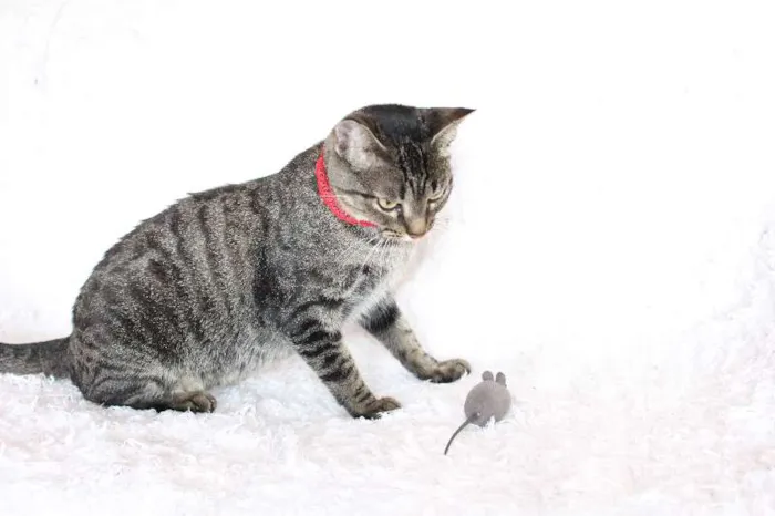 Gato ra a SRD idade 1 ano nome Charlene Charmosa
