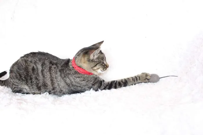 Gato ra a SRD idade 1 ano nome Charlene Charmosa