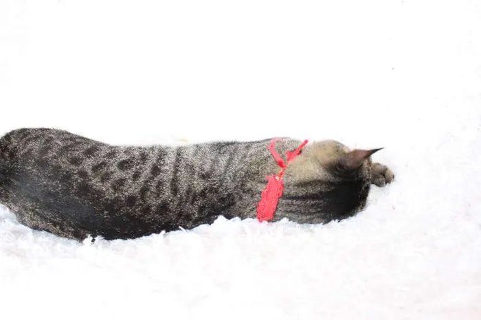 Gato ra a SRD idade 1 ano nome Charlene Charmosa