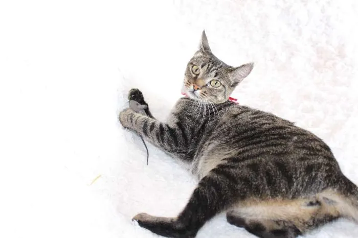 Gato ra a SRD idade 1 ano nome Charlene Charmosa