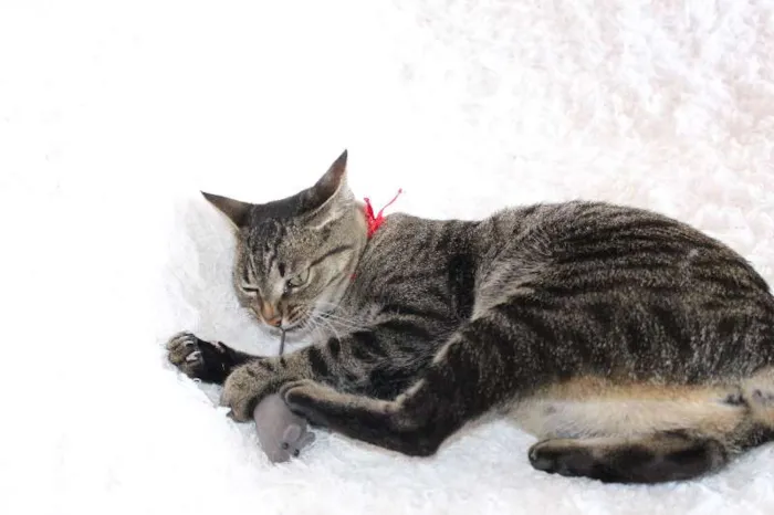 Gato ra a SRD idade 1 ano nome Charlene Charmosa
