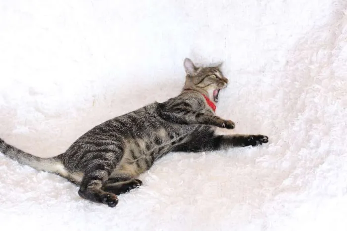 Gato ra a SRD idade 1 ano nome Charlene Charmosa