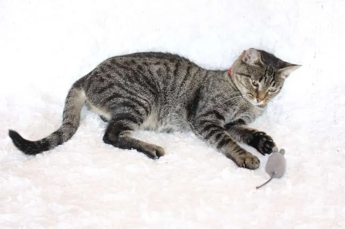 Gato ra a SRD idade 1 ano nome Charlene Charmosa
