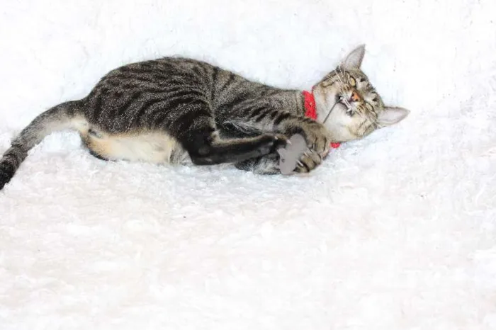 Gato ra a SRD idade 1 ano nome Charlene Charmosa