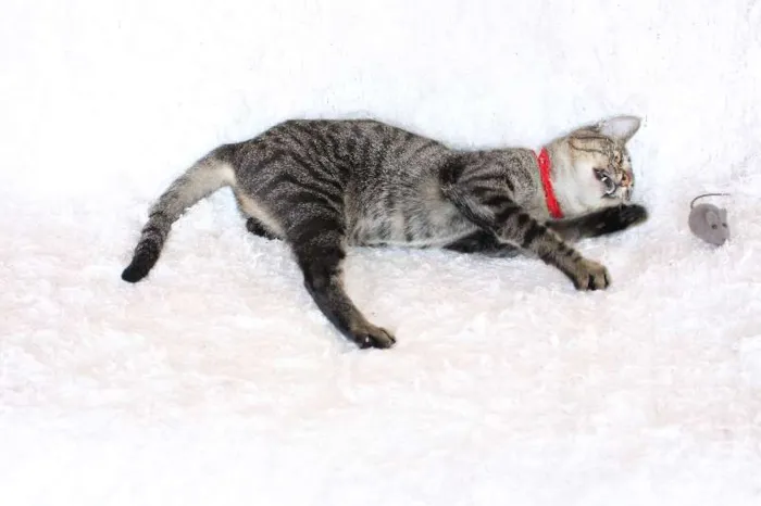 Gato ra a SRD idade 1 ano nome Charlene Charmosa