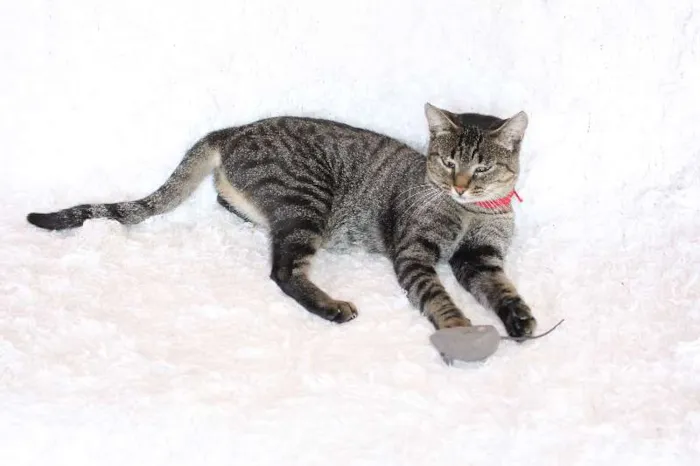 Gato ra a SRD idade 1 ano nome Charlene Charmosa