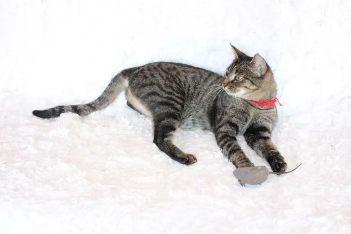 Gato ra a SRD idade 1 ano nome Charlene Charmosa