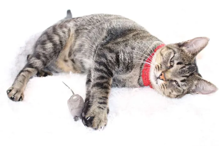 Gato ra a SRD idade 1 ano nome Charlene Charmosa