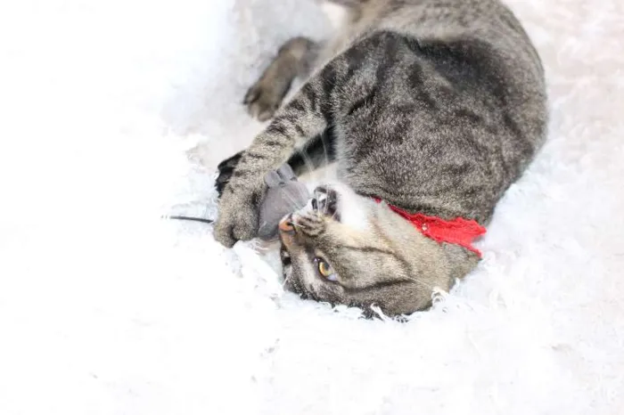 Gato ra a SRD idade 1 ano nome Charlene Charmosa