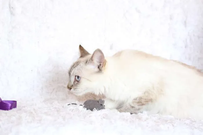 Gato ra a SRD idade 2 anos nome Jude Carinhosa!