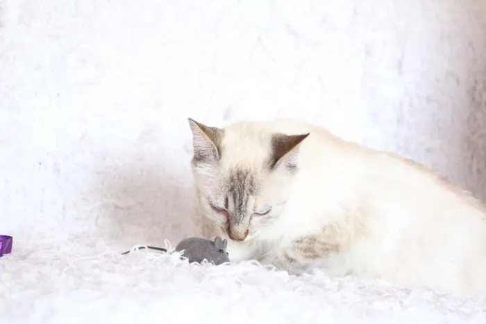 Gato ra a SRD idade 2 anos nome Jude Carinhosa!