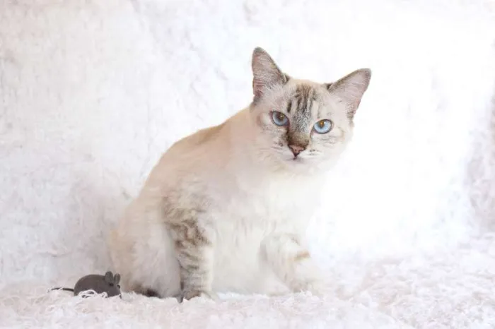 Gato ra a SRD idade 2 anos nome Jude Carinhosa!