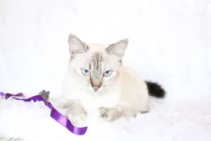 Gato raça SRD idade 2 anos nome Jude Carinhosa!