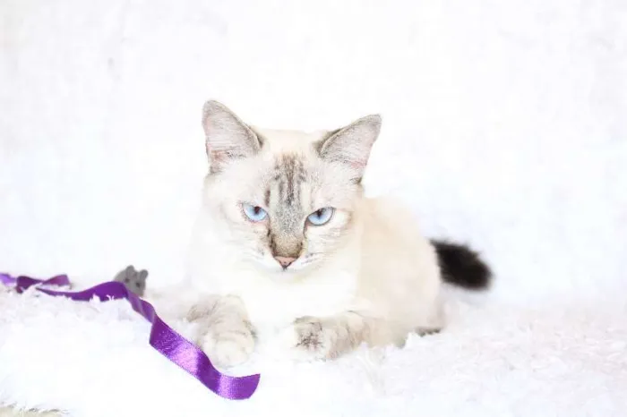 Gato ra a SRD idade 2 anos nome Jude Carinhosa!
