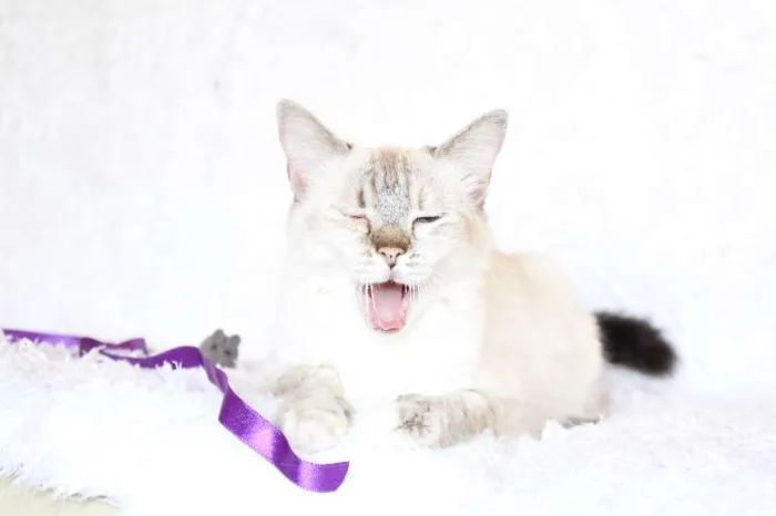 Gato ra a SRD idade 2 anos nome Jude Carinhosa!