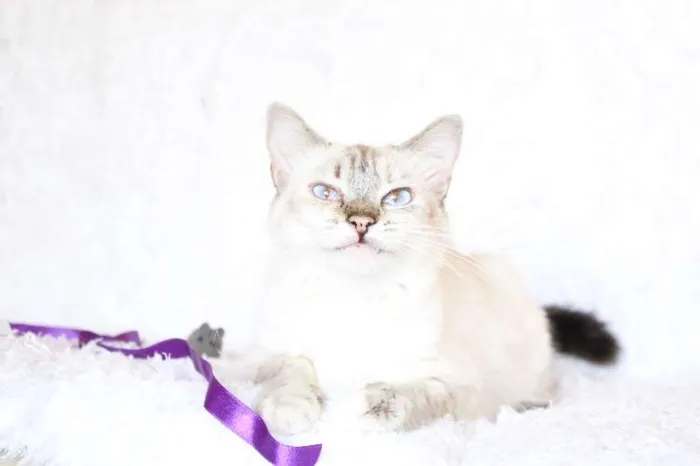 Gato ra a SRD idade 2 anos nome Jude Carinhosa!
