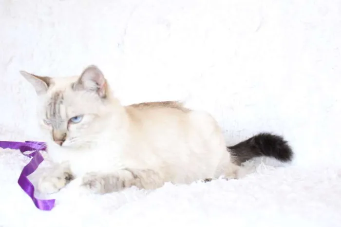 Gato ra a SRD idade 2 anos nome Jude Carinhosa!