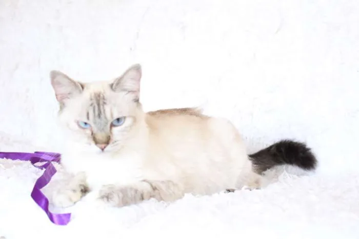 Gato ra a SRD idade 2 anos nome Jude Carinhosa!
