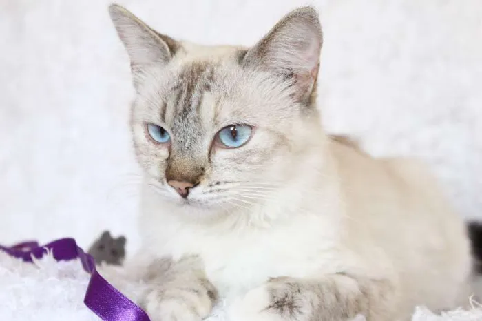 Gato ra a SRD idade 2 anos nome Jude Carinhosa!