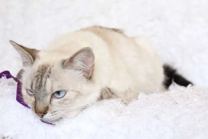 Gato ra a SRD idade 2 anos nome Jude Carinhosa!