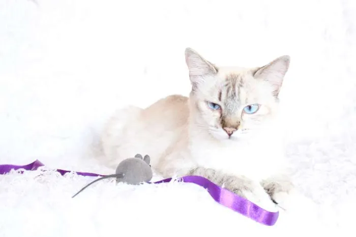Gato ra a SRD idade 2 anos nome Jude Carinhosa!