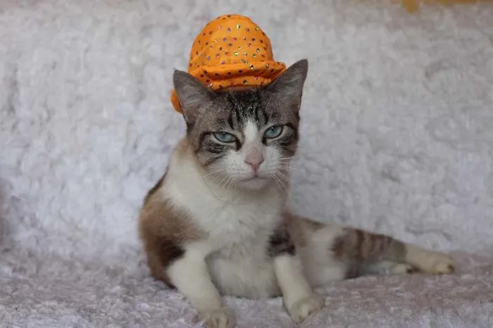 Gato ra a SRD idade 4 anos nome Rubi, o precioso!
