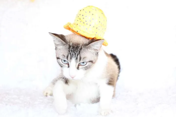 Gato ra a SRD idade 4 anos nome Rubi, o precioso!