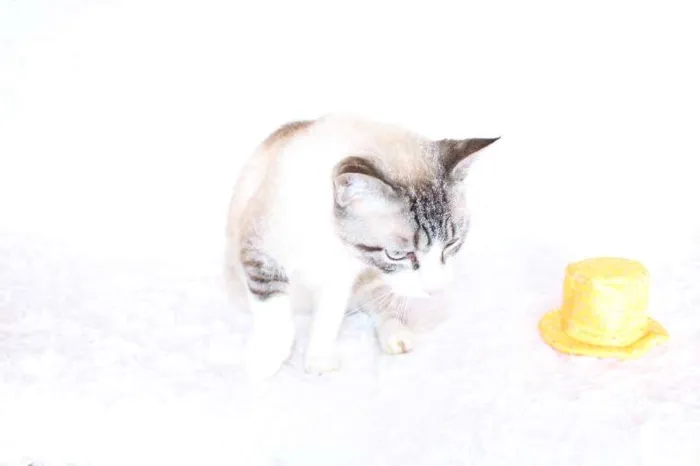 Gato ra a SRD idade 4 anos nome Rubi, o precioso!
