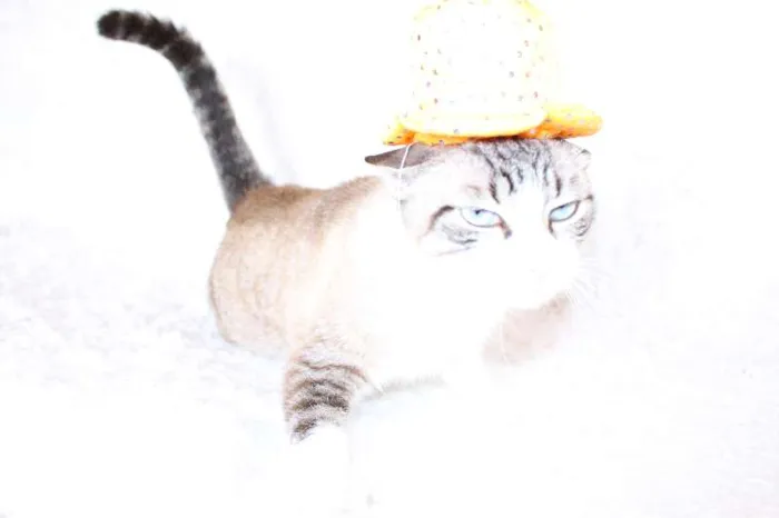 Gato ra a SRD idade 4 anos nome Rubi, o precioso!
