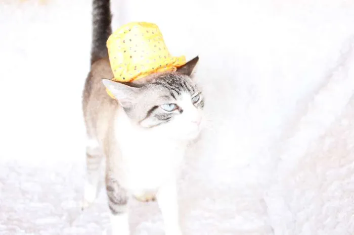 Gato ra a SRD idade 4 anos nome Rubi, o precioso!