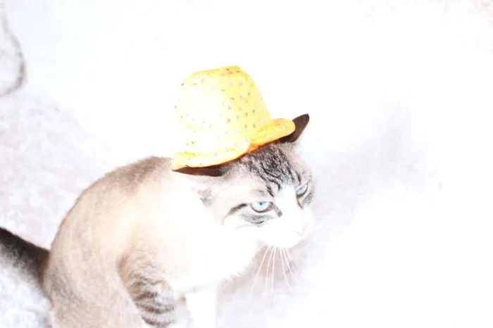 Gato ra a SRD idade 4 anos nome Rubi, o precioso!