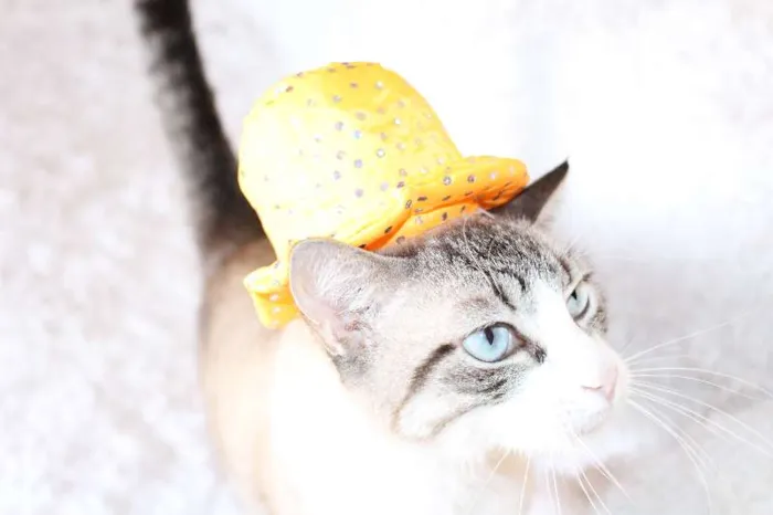 Gato ra a SRD idade 4 anos nome Rubi, o precioso!